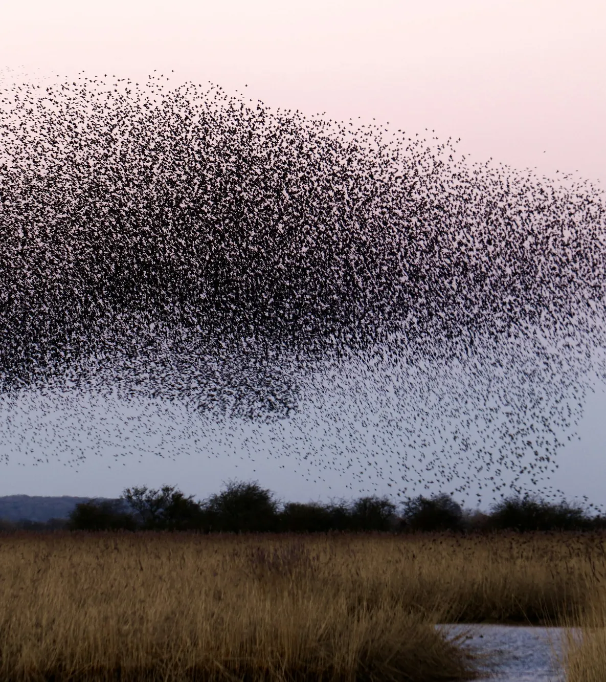 Miles de estorninos volando juntos sobre un campo